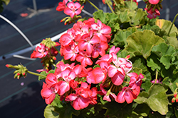 Americana Rose Ice Geranium (Pelargonium 'Americana Rose Ice') at Lakeshore Garden Centres