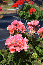 Americana Salmon Geranium (Pelargonium 'Americana Salmon') at Lakeshore Garden Centres