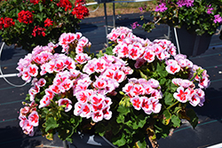 Americana White Splash Geranium (Pelargonium 'Americana White Splash') at Lakeshore Garden Centres