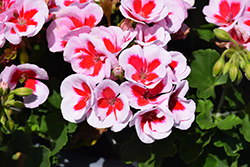 Americana White Splash Geranium (Pelargonium 'Americana White Splash') at Lakeshore Garden Centres