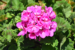 Rocky Mountain Lavender Geranium (Pelargonium 'Rocky Mountain Lavender') at Lakeshore Garden Centres