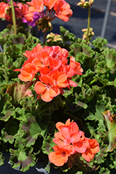 Rocky Mountain Salmon Geranium (Pelargonium 'Rocky Mountain Salmon') at Lakeshore Garden Centres