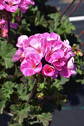 Tango Lavender Geranium (Pelargonium 'Tango Lavender') at Lakeshore Garden Centres