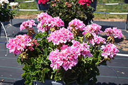 Tango Light Pink Geranium (Pelargonium 'Tango Light Pink') at Lakeshore Garden Centres