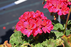Tango Neon Pruple Geranium (Pelargonium 'Tango Neon Purple') at Lakeshore Garden Centres