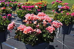 Tango Salmon Geranium (Pelargonium 'Tango Salmon') at Lakeshore Garden Centres