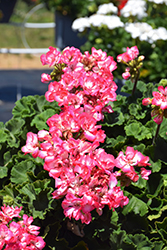 Tango Strawberry Ice Geranium (Pelargonium 'Tango Strawberry Ice') at Lakeshore Garden Centres