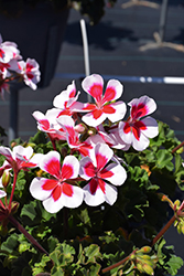 Tango White Splash Geranium (Pelargonium 'Tango White Splash') at Lakeshore Garden Centres