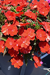Spectra Bright Red Impatiens (Impatiens 'Spectra Bright Red') at Lakeshore Garden Centres