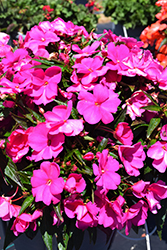 Spectra Magenta Impatiens (Impatiens 'Spectra Magenta') at Lakeshore Garden Centres