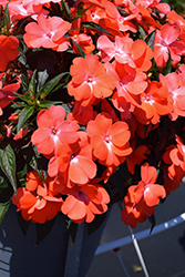 Spectra Orange Impatiens (Impatiens 'Spectra Orange') at Lakeshore Garden Centres
