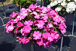 Spectra Pink Impatiens (Impatiens 'Spectra Pink') at Lakeshore Garden Centres