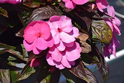 Sonic Bright Pink New Guinea Impatiens (Impatiens 'Sonic Bright Pink') at Lakeshore Garden Centres
