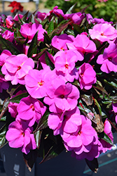 Sonic Amethyst New Guinea Impatiens (Impatiens 'Sonic Amethyst') at Lakeshore Garden Centres