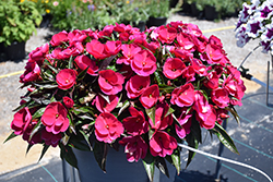 Sonic Deep Purple New Guinea Impatiens (Impatiens 'Sonic Deep Purple') at Lakeshore Garden Centres
