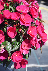 Sonic Deep Purple New Guinea Impatiens (Impatiens 'Sonic Deep Purple') at Lakeshore Garden Centres