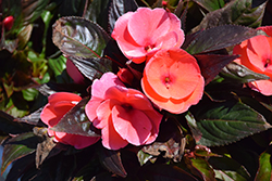 Sonic Deep Salmon New Guinea Impatiens (Impatiens 'Sonic Deep Salmon') at Lakeshore Garden Centres
