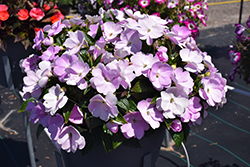Sonic Light Lavender New Guinea Impatiens (Impatiens 'Sonic Light Lavender') at Lakeshore Garden Centres