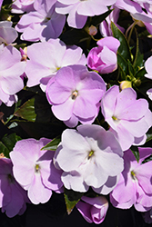 Sonic Light Lavender New Guinea Impatiens (Impatiens 'Sonic Light Lavender') at Lakeshore Garden Centres