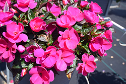 Sonic Lilac New Guinea Impatiens (Impatiens 'Sonic Lilac') at A Very Successful Garden Center