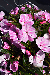 Sonic Magic Pink New Guinea Impatiens (Impatiens 'Sonic Magic Pink') at A Very Successful Garden Center