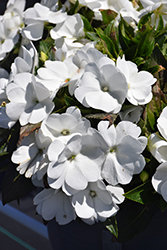 Sonic White New Guinea Impatiens (Impatiens 'Sonic White') at The Mustard Seed