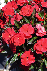 Super Sonic Dark Red New Guinea Impatiens (Impatiens hawkeri 'Super Sonic Dark Red') at Lakeshore Garden Centres