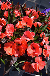 Super Sonic Dark Salmon New Guinea Impatiens (Impatiens hawkeri 'Super Sonic Dark Salmon') at Lakeshore Garden Centres
