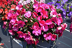 Super Sonic Hot Pink New Guinea Impatiens (Impatiens hawkeri 'Super Sonic Hot Pink') at The Mustard Seed
