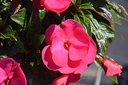 Super Sonic Pink New Guinea Impatiens (Impatiens hawkeri 'Super Sonic Pink') at Lakeshore Garden Centres