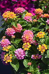 Bandana Rose Lantana (Lantana camara 'Bandana Rose') at Lakeshore Garden Centres