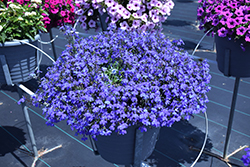 Techno Blue Lobelia (Lobelia erinus 'Techno Blue') at A Very Successful Garden Center