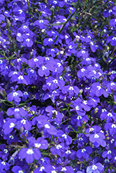 Techno Upright Cobalt Blue Lobelia (Lobelia erinus 'Techno Upright Cobalt Blue') at Lakeshore Garden Centres