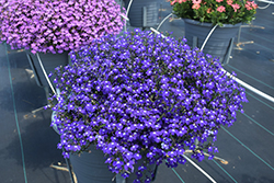 Techno Upright Cobalt Blue Lobelia (Lobelia erinus 'Techno Upright Cobalt Blue') at Lakeshore Garden Centres