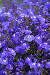 Techno Upright Dark Blue Lobelia (Lobelia erinus 'Techno Upright Dark Blue') at Lakeshore Garden Centres