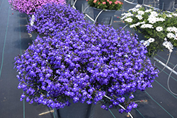Techno Upright Dark Blue Lobelia (Lobelia erinus 'Techno Upright Dark Blue') at Lakeshore Garden Centres