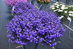 Techno Upright Dark Blue Lobelia (Lobelia erinus 'Techno Upright Dark Blue') at A Very Successful Garden Center