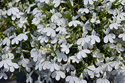 Techno Upright White Lobelia (Lobelia erinus 'Techno Upright White') at Lakeshore Garden Centres