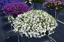 Techno Upright White Lobelia (Lobelia erinus 'Techno Upright White') at Lakeshore Garden Centres