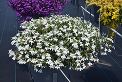 Techno White Lobelia (Lobelia erinus 'Techno White') at A Very Successful Garden Center