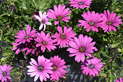 Tradewinds Deep Purple African Daisy (Osteospermum 'Tradewinds Deep Purple') at Lakeshore Garden Centres