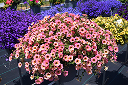 Dekko Sorbet Petunia (Petunia 'Dekko Sorbet') at Lakeshore Garden Centres
