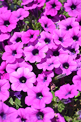 Dekko Deep Lavender Vein Petunia (Petunia 'Dekko Deep Lavender Vein') at Lakeshore Garden Centres