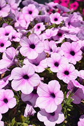 Dekko Lavender Eye Petunia (Petunia 'Dekko Lavender Eye') at Lakeshore Garden Centres