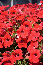 Dekko Red Petunia (Petunia 'Dekko Red') at Lakeshore Garden Centres