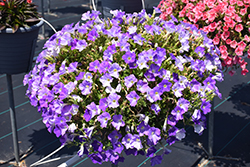 Dekko Sky Blue Petunia (Petunia 'Dekko Sky Blue') at Lakeshore Garden Centres