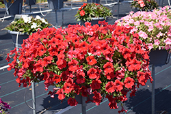 Dekko Red Petunia (Petunia 'Dekko Red') at Lakeshore Garden Centres