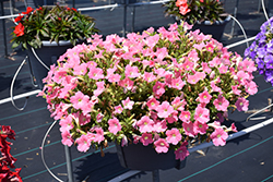 Dekko Salmon Petunia (Petunia 'Dekko Salmon') at Lakeshore Garden Centres