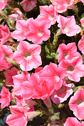 Dekko Star Coral Petunia (Petunia 'Dekko Star Coral') at Lakeshore Garden Centres