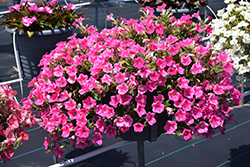 Dekko Star Rose Petunia (Petunia 'Dekko Star Rose') at Lakeshore Garden Centres